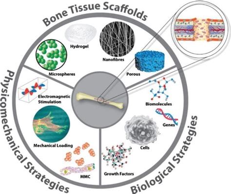  Bioxalato di Calcio! Una Soluzione Miracolosa per l'Ingegneria Tissutale e la Ricostruzione Ossea